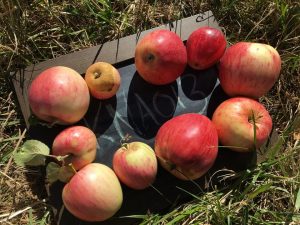 Pile of apples in the grass