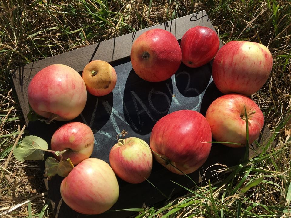 Pile of apples in the grass
