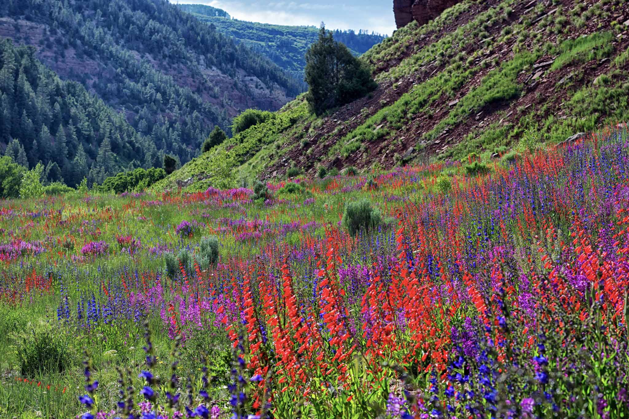 A colorful picture of wild flowers in the Telluride Mountains